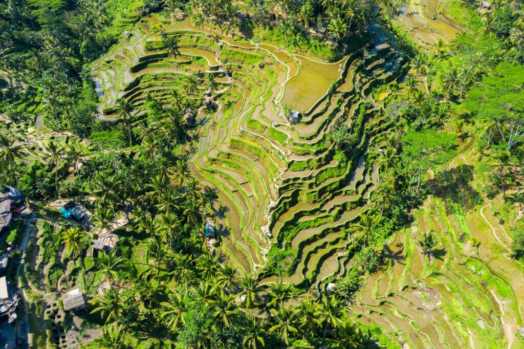 Bali Travel Tegallalang Terrace