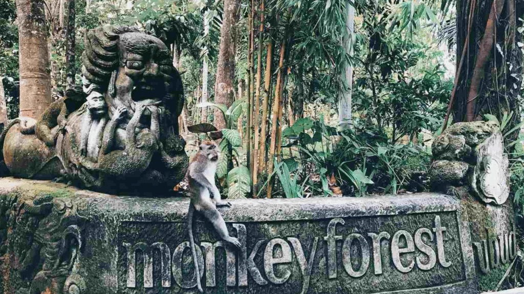 Bali Travel Monkey Forest Ubud